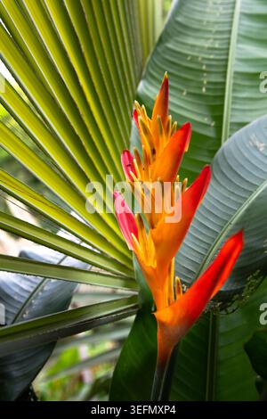 Hummerklauenblüten blühen inmitten üppiger grüner Blätter in einem tropischen Paradies Stockfoto