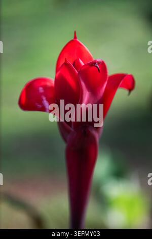 Eine auffällige rote Blume, bekannt als Taschenlampe Ingwer, steht hoch und ihre Blütenblätter entfalten sich elegant, um tiefe Farbtöne zu entfalten. Stockfoto