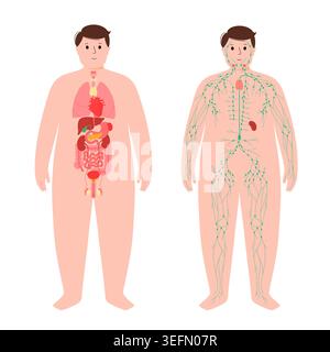 Organe und Lymphsystem, Illustration. Stockfoto