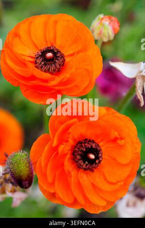Zwei leuchtend orangefarbene Ranunkelblüten heben sich vor einer lebendigen Gartenkulisse ab. Die satten Farben und zarten Blütenblätter der Blumen strahlen Fröhlichkeit aus. Stockfoto