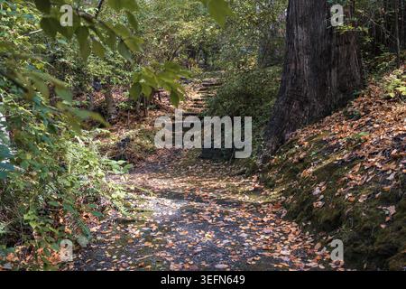 Steintreppen entlang eines Waldwanderwegs im Mount Lofty Botanic Garden, Adelaide Hills, South Australia. Stockfoto