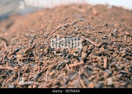 Mischung Teepulver-Textur im Löffel, angewinkelte Draufsicht-Makrofoto mit weichem, unscharfen Hintergrund und feinen Körnerdetails Stockfoto