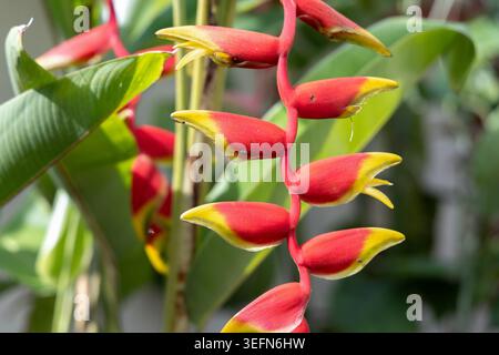 Eine Nahaufnahme einer Helikonia-Blüte (Hummerkralle) in leuchtendem Rot und Gelb, mit glitzernden Wassertropfen auf den Deckblättern, fotografiert im Garten des Kek Lok Si Tempels in Penang, Malaysia. Stockfoto