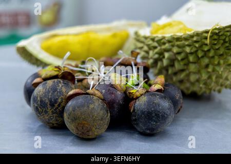 Frische Mangostane mit dunkelvioletten Rinden stapeln sich vor einer offenen Durianfrucht auf einem Tisch in Penang, Malaysia. Die kontrastierenden Texturen und Farben der tropischen Früchte betonen die reichen Produkte Südostasiens. Stockfoto