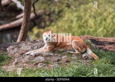 Australischer Dingo auf Felsen in Südaustralien Stockfoto