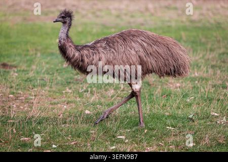 Emu geht über das Grasfeld in South Australia Stockfoto