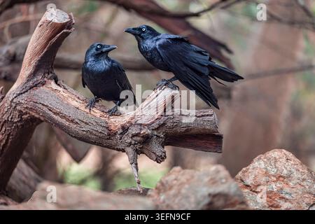 Zwei australische Krähen, die auf einem Baumzweig in Südaustralien sitzen Stockfoto
