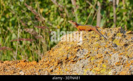Eine orangene Hochfelsenechse (Pseudocordylus melanotus), die sich in der Nachmittagssonne auf einem orangen Felsen am Suikerbosrand, Johannesburg, Südafrika, sonnt Stockfoto