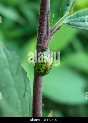 Makrofotografie eines hellgrünen Blattkäfers mit komplizierten schwarzen Flecken, die auf einem dunkelvioletten Pflanzenstamm krabbeln. Stockfoto