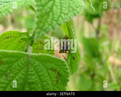 Das Raubverhalten einer grünen Luchsenspinne (Peucetia viridans), die eine Fliege unter einem grünen Blatt fängt und sich an ihr ernährt. Stockfoto