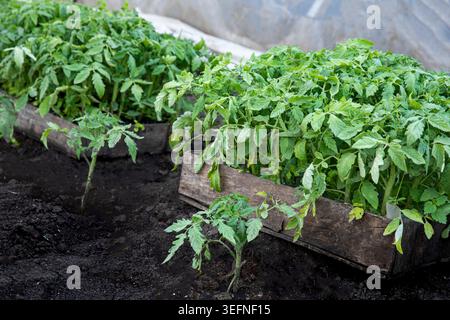 Tomatensämlinge, die vor dem Pflanzen in Holzkisten im Gewächshaus wachsen Stockfoto