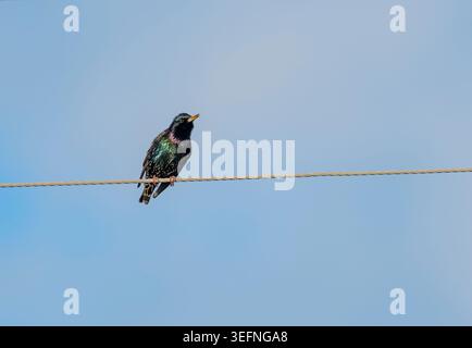 Nahaufnahme eines Tierbildes eines europäischen Sterns, der auf einem Versorgungsdraht unter einem weichen blauen Himmel thront. Die schillernden Federn des Vogels stehen im Kontrast. Stockfoto