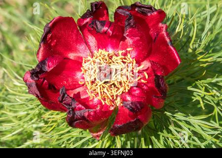 Paeonia tenuifolia Farnblatt Pfingstrose Stockfoto