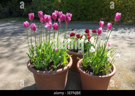 Gruppe von großen Töpfen mit rosa Tulpen, weißen Narzissen und roten Ranunkeln auf einem Gartenweg im Frühling Stockfoto