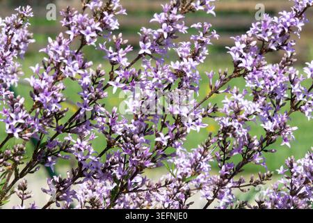 Lavendelviolettblüten an Zweigen des gefiederten persischen Flieders Syringa x persica 'Laciniata' in einem Frühlingsgarten Stockfoto