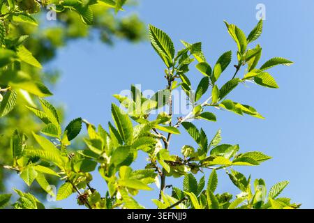 Frische grüne Blätter und geflügelte samara-Früchte auf Zweigen der sibirischen Ulme Ulmus pumila 'Arborea' vor blauem Himmel im Frühling Stockfoto