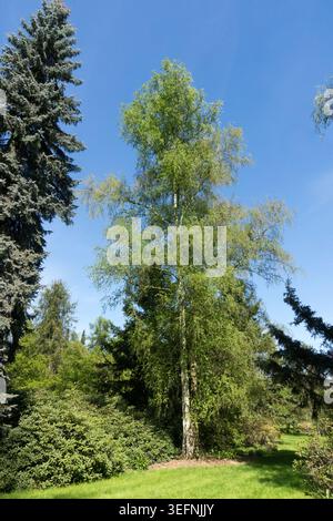 Einsame Flaumbirke Betula pubescens auf einem grünen Rasen in einem öffentlichen Park im Frühling Stockfoto
