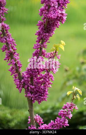 Dichte violette Blüten auf Zweigen der chinesischen Redbud Cercis chinensis „Avondale“ in einem Frühlingsgarten Stockfoto