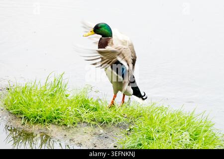 Männliche Stockenten Anas platyrhynchos, die mit den Flügeln auf einem grasbewachsenen Teichufer flattern Stockfoto