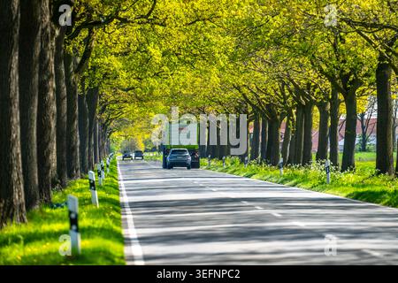 Die Weller Landstraße, eine knapp 4 Kilometer lange, von Bäumen gesäumte Straße westlich von Kevelaer im Niederrhein, Nordrhein-Westfalen Stockfoto