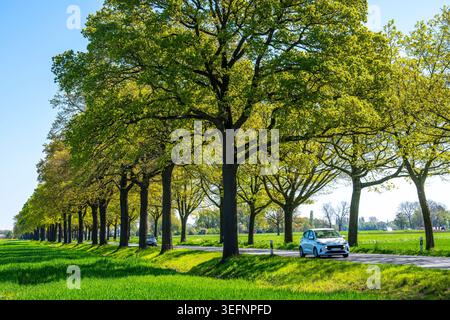 Die Weller Landstraße, eine knapp 4 Kilometer lange, von Bäumen gesäumte Straße westlich von Kevelaer im Niederrhein, Nordrhein-Westfalen Stockfoto