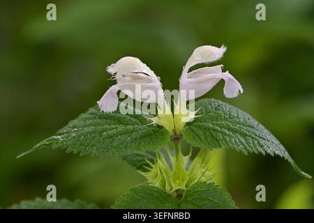 Lamium Album (White Dead-Nessel) blühende Pflanze Nahaufnahme, Botanischer Garten Zuidas Amsterdam Niederlande. Stockfoto