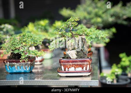 Viele verschiedene dekorative Bonsaikompositionen in Keramiktöpfen am Tisch im Blumenladen. Stockfoto