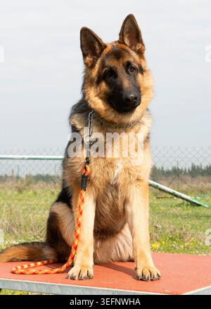 grauer deutscher Schäferhund-Training für den Wettbewerb des Gehorsams Stockfoto
