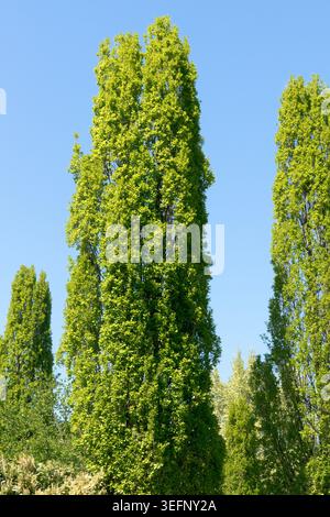 Hoher säulenförmiger englischer Eiche Quercus robur „Fastigiata“-Baum vor einem blauen Himmel in einem Frühlingsgarten Stockfoto