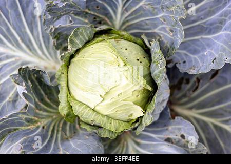 Frischer Kohl wächst im Garten mit sichtbaren Fütterungsspuren von Raupen auf den Blättern. Naturgemüse-Nahaufnahme, ideal für die Landwirtschaft, o Stockfoto