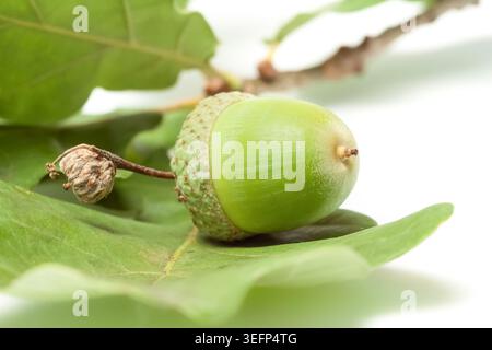 Grüne Eichel auf Blatt Nahaufnahme Makroansicht Stockfoto
