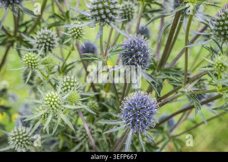 Flachblättrige Mannstreuung (Eryngium planum), auch Flachblättriger oder Flachblättriger Mannstreu - blühende Pflanze, Salzburg, Österreich, Saalfelden Stockfoto