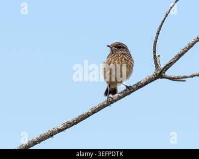 jungrotkehlchen (Erithacus rubecula) im Mai oder späten Frühling, England, Vereinigtes Königreich Stockfoto