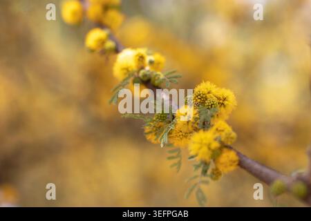 Zweig von Vachellia caven, auch bekannt als Roman cassie, aromita, aromo criollo, Churque, Churqui, Espinillo, espino oder espino maulino, mit hellem Geschrei Stockfoto