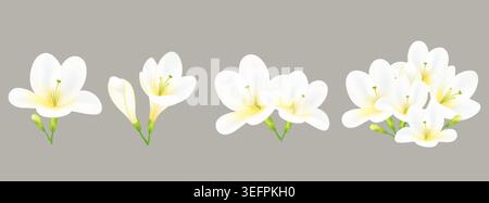 Weißes Freesie-Blumenset, botanische Illustration mit zarten Blütenblättern und grünen Blättern. Stock Vektor