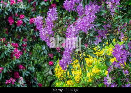 Nahaufnahme von wunderschönen violetten, roten und gelben Rhodedendrumblüten in voller Frühlingsblüte im englischen Wald Stockfoto