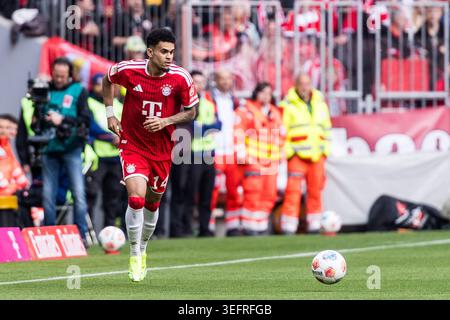 MÜNCHEN – 16. MAI: Luis Diaz (FC Bayern München, 14) kontrolliert den Ball während des Bundesliga-Spiels zwischen dem FC Bayern München gegen den 1. Der FC Köln in der Allianz Arena am Spieltag 34 des 1. Bundesliga am 16. Mai 2026 in München. DFL-VORSCHRIFTEN VERBIETEN DIE VERWENDUNG VON FOTOS ALS BILDSEQUENZEN UND/ODER QUASI-VIDEO. Stockfoto
