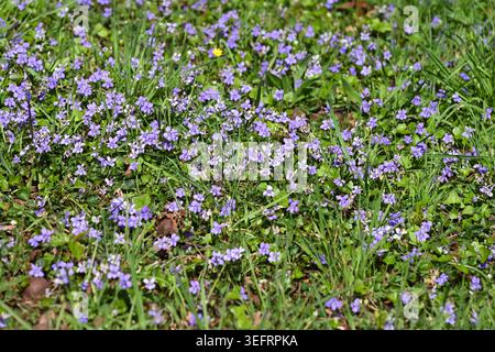 Frühling Wildblumenmäuse, mit Viola riviniana, wilde Veilchen UK April Stockfoto