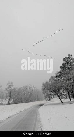 Zugvogelherde, die in V-Formation über verschneite Winterstraße fliegen. Stockfoto