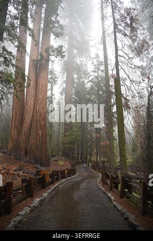 Gewundener Wanderweg durch den riesigen Mammutbaum-Wald im dichten Morgennebel. Stockfoto