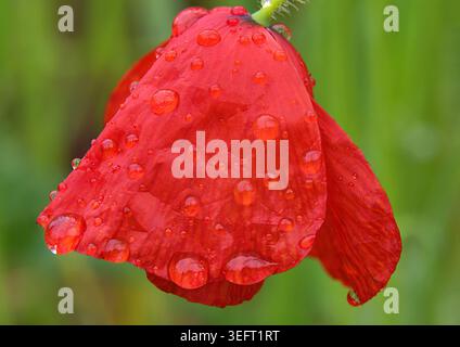 Knallroter Mohnbogenkopf im Regen Stockfoto