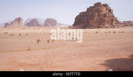 Kamele mit Kälbern, die durch Wüstenlandschaft mit Sand und Bergen wandern, Tabuk, Saudi-Arabien Stockfoto