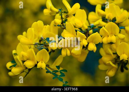 Makroaufnahme von gelben Ginster-Wildblumen auf einem Zweig mit weichem dunklem Bokeh-Hintergrund in Valle d'Itria, Apulien, Italien Stockfoto