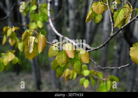Kleine Laub-Linden-Tilia kordata Jungfrühlingslaub auf Waldbaumzweig Stockfoto