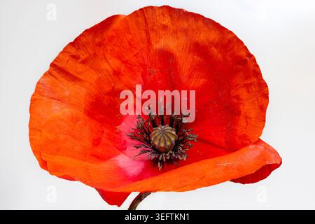 Nahaufnahme einer Mohnblume vor weißem Hintergrund Stockfoto
