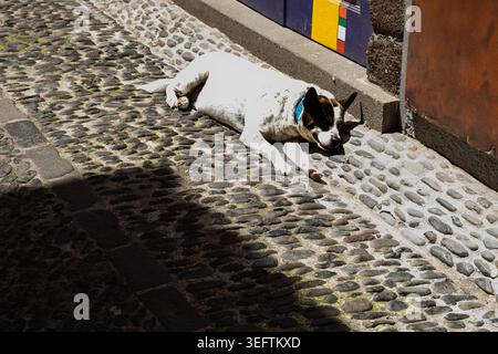 Funchal Weißer und brauner Hund mit blauem Kragen liegt auf einem Kopfsteinpflasterweg. Eine farbenfrohe lackierte Wand und eine rostige Metalloberfläche stehen im Hintergrund. Stockfoto