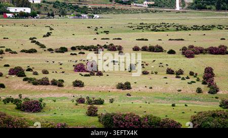 Marokkanische Wiese bedeckt mit blühenden wilden Rosenbüschen, mit zwei Kühen, die friedlich in dieser farbenfrohen Frühlingskulisse weiden. Stockfoto