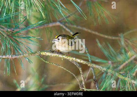 Goldcrest thront auf Einem Fichte-Zweig im Wald Stockfoto