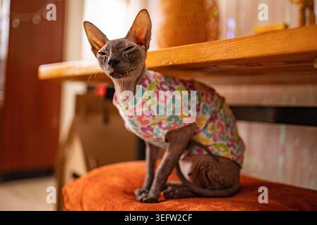 Die haarlose sphynx-Katze in einem farbenfrohen Pullover mit Leopardenmuster sitzt unter einem Regal, blickt weg und zeigt ihre zerknitterte Haut, ihre großen Ohren und ihre gemütliche Haustiermode Stockfoto