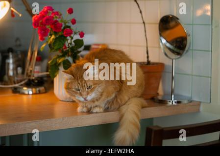 Flauschige Ingwerkatze, die auf einer hölzernen Küchenarbeitsfläche sitzt und mit neugierigem Ausdruck nach unten blickt, neben rosa Blumen in einer weißen Vase und einem kleinen Spiegel Stockfoto